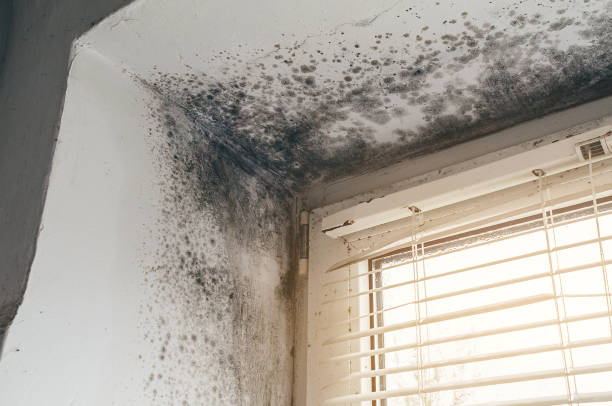 Affordable Mold Cleanup solutions in Central City, PA